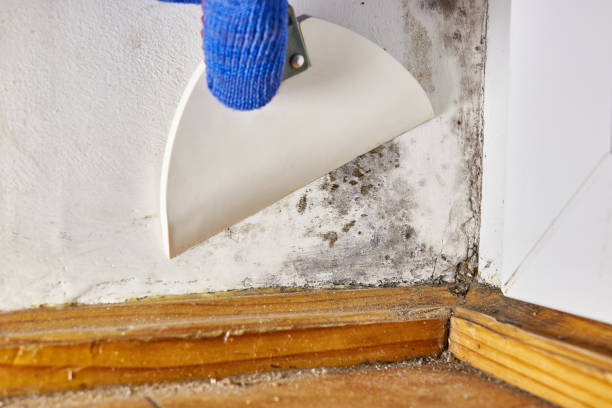 Best Crawl Space Mold Remediation  in Selma, NC