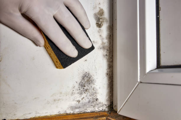Reliable Selma, NC Mold Removal Solutions