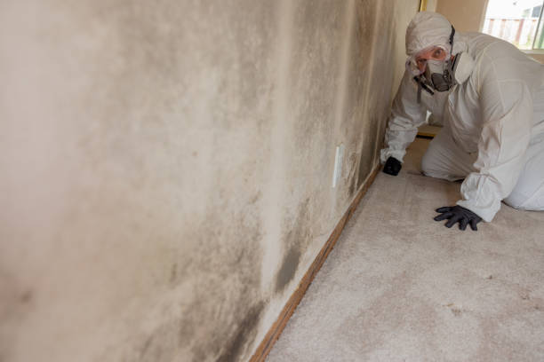 Best Asbestos and Lead Testing During Mold Inspection  in Selma, NC